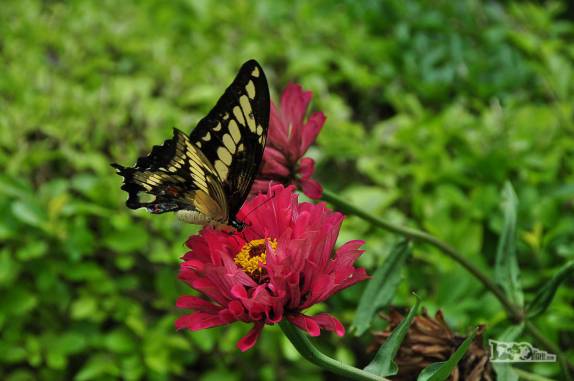 Borboletário em Rio Grande, no sul do Rio Grande do Sul